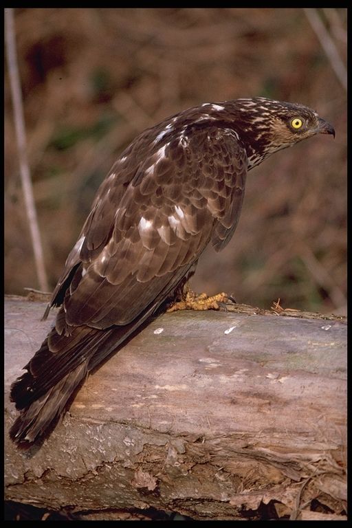 Falco pecchiaiolo femmina - Pernis apivorus